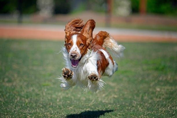 Rödvit welsh springer spaniel hoppar fram över en gräsmatta